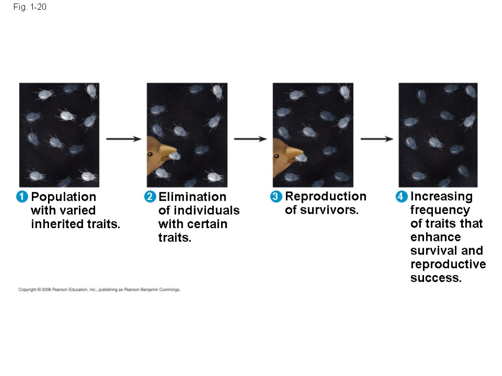 Fig. 1-20 Population with varied inherited traits. Elimination of individuals with certain traits. Reproduction